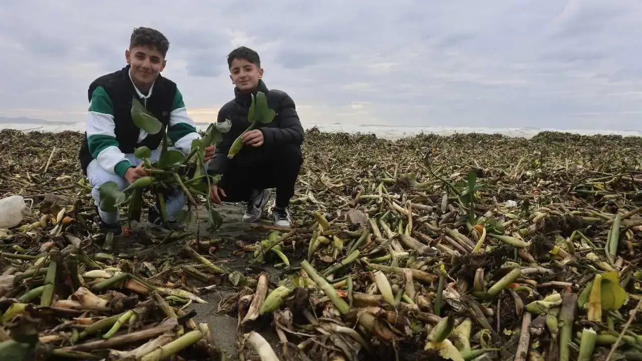 Hatay’da Fırtına Asi Nehri’ni Taşırdı: Su Sümbülleri Akdeniz’e Taşındı 5
